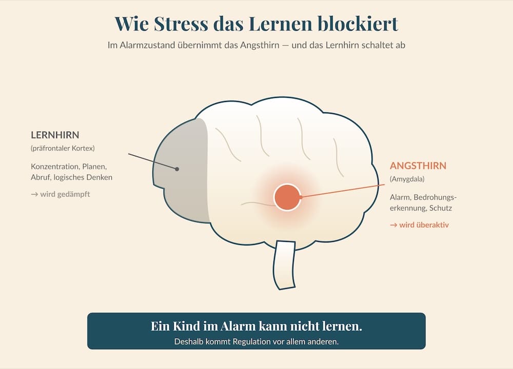 grafik_stress-im-gehirn warum kinder nicht lernen - lernblockaden - BrainHeart - wie Stress das Lernen blockiert
